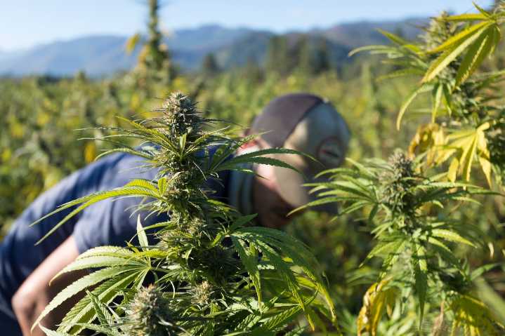 Oregon critics say new U.S. law will ‘wipe out 95% to 99%’ of hemp industry, take CBD gummies and oils off shelves