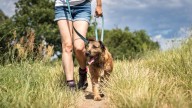 City of Wanneroo set to move ahead with ban on free-roaming dogs at 20 reserves