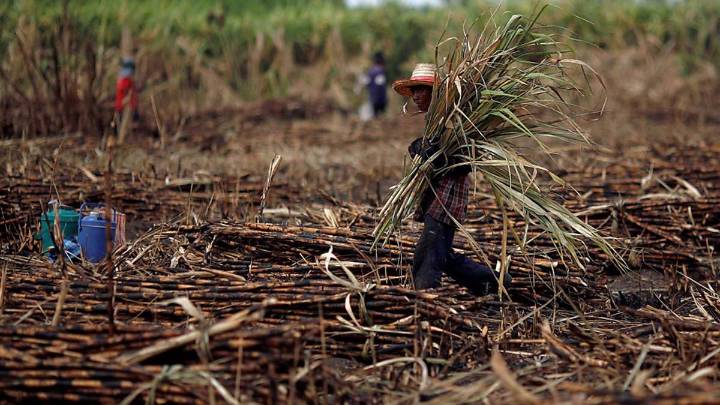 Frenan importación de azúcar, pero “el daño ya está hecho”: cañeros
