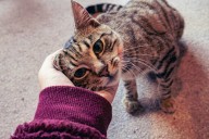 Do you speak cat? Take this quiz to find out