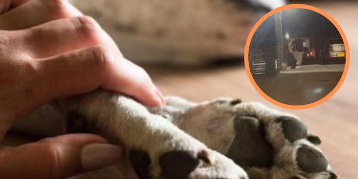 Denunciaron maltrato animal en Bogotá: videos mostraron a un hombre agrediendo a su perro