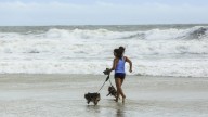 Searching for an outdoor adventure with your dog? Part of Daytona Beach is dog