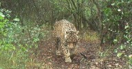Se confirmó la matanza de Acaí, la yaguareté que era intensamente buscada en Chaco