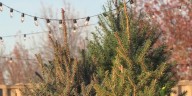 Christmas trees arriving in Ozarks lots & nurseries