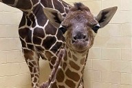 North Dakota Zoo Celebrates Birth of Baby Giraffe