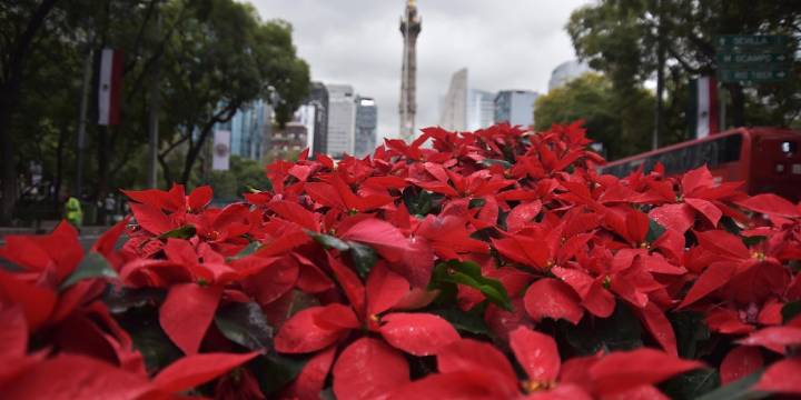 Cuándo inicia la temporada y venta de la flor de nochebuena en México