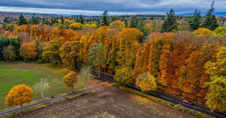 World's tallest and longest hedge found in Scotland seen in autumn colours