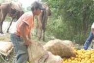 Urge recuperar el consumo local para no depender de jugueras, dicen citricultores