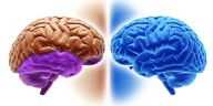 Cerebro: para qué sirve cada uno de los dos hemisferios cerebrales