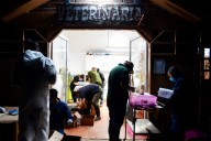 Profepa denuncia tráfico ilegal ante la FGR tras hallar 774 tortugas en Tijuana