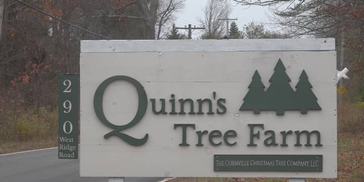 Cornville tree farm to harvest 1,000 trees in wake of dry season