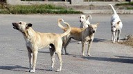 Remove Stray Dogs From Near Schools, Hospitals, Move Them To Shelters After Sterilisation: Supreme Court's BIG Verdict
