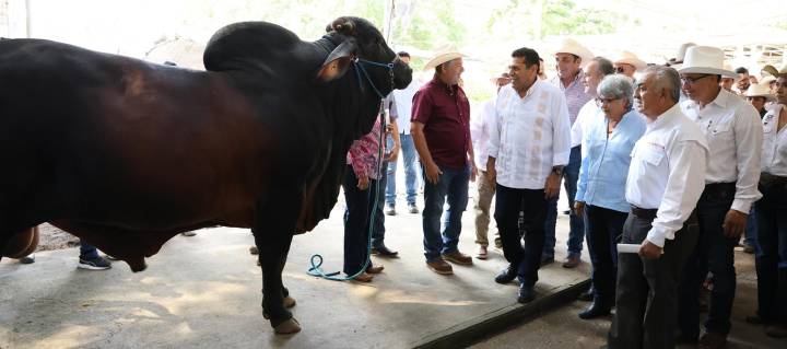 Será una realidad el renacimiento de la ganadería en Tabasco: Javier May