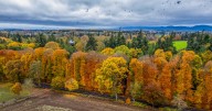 World’s tallest and longest hedge seen in autumnal colors