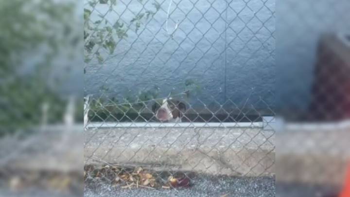 Adorable Pit Bull Trapped On Ledge In Missouri Kept Crying For Help And Then Something Amazing Happened