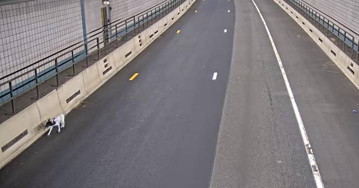 Dog running loose in Ted Williams Tunnel in Boston rescued by Massachusetts State Police
