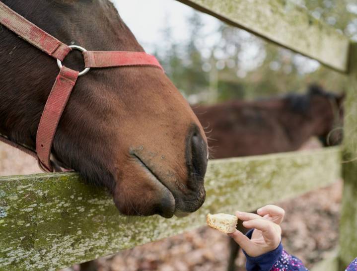 Equine Herpesvirus alert leads to temporary closure of Texas Rose Horse Park in Smith County