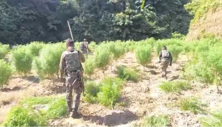 Tripura police dolrang Sepahijala-o 2,25,000 ganja pangrangko nosto ka·e gala