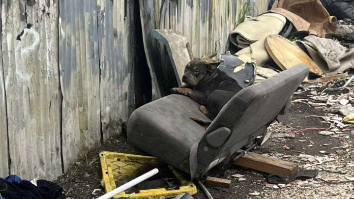 California Rescuers Find A Yelping Dog In Trash And Uncover An Astonishing Truth