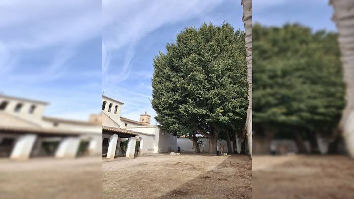 La 'olma de Dulcinea', en el Museo de El Toboso aspira a árbol del año 2026