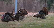 Missouri Carves Out Big Role in Thanksgiving: Nearly 8% of U.S. Turkeys Come From the Show