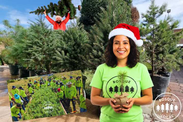 ‘Apoya tu Bosque Local’ en Saltillo: inicia campaña de renta de pinos para Navidad este 2025 desde 400 pesos