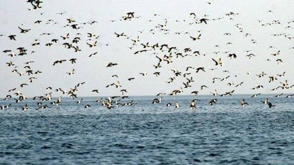 Migratory Birds turn Kinnaur’s Kuppa Dam into a Winter haven