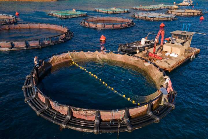 Greeks Challenge EU-Backed Fish Farms Amid Environmental Concerns