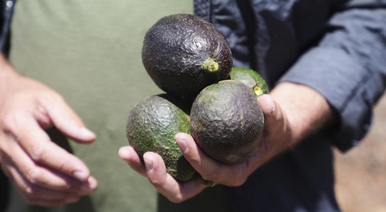 Tope al aguacate en temporada de comercio, piden en EU