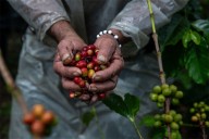 Trump reduce aranceles al café, plátano, carne de res y otros productos agrícolas