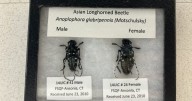 Trappers and educators protect Vermont against invasive beetle