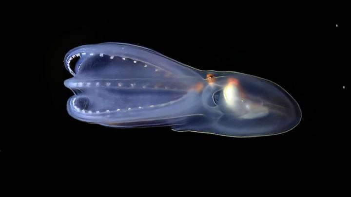 Nueva expedición científica en el Mar Argentino