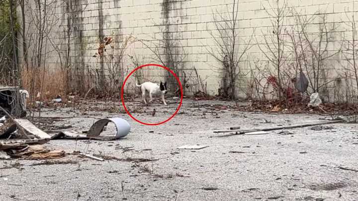 Missouri Rescuer Helps A Stray Dog Who Waited On The Streets For His Chance