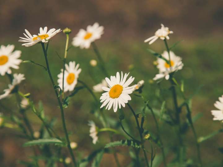 Pocos lo saben: para qué sirve y por qué es importante dejar una bolsita de té en la maceta de la planta de manzanilla del jardín
