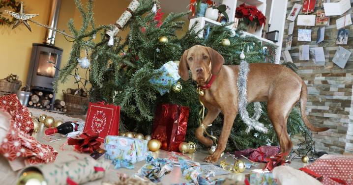 Dog trainer reveals trick that will make your pets 'ignore' the Christmas tree