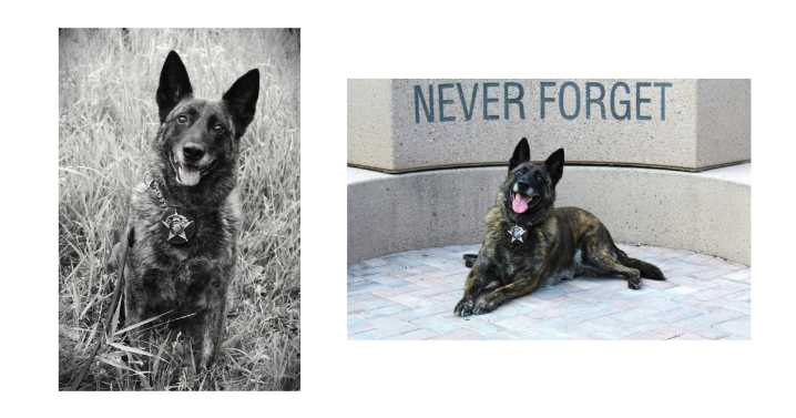 Retired Adams County K9 Lya passes away