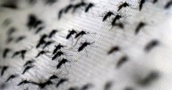 ¿Por qué Santander es el departamento con más casos de dengue?