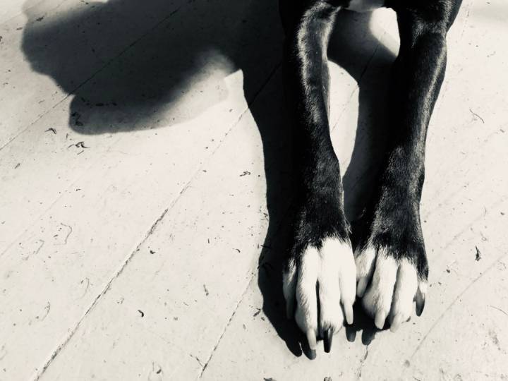 Man charged after pregnant dog found with bullet wounds in a field