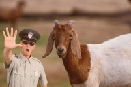 Texas Cop Hilariously Reads a Goat its Rights After Arrest