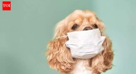 How polluted air in Delhi causes breathing issues and bronchitis in dogs