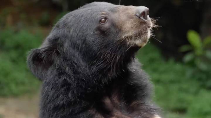 Crece avistamiento de osos; reporta autoridad cinco atropellamientos