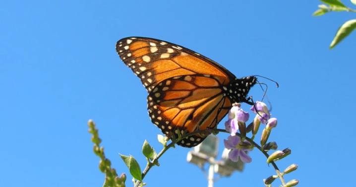 Llegan primeras mariposas monarca a México; científicos rastrean su trayectoria con un chip