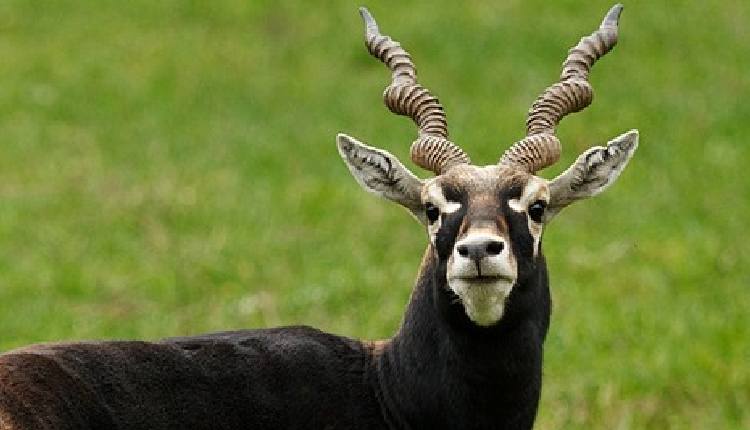 K’taka Blackbuck Death Case: Toll Rises To 31; Authorities Fear Spread Of Outbreak In Villages