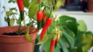 Yes, You Can Grow Hot Peppers Indoors - Here's How You Can Do It