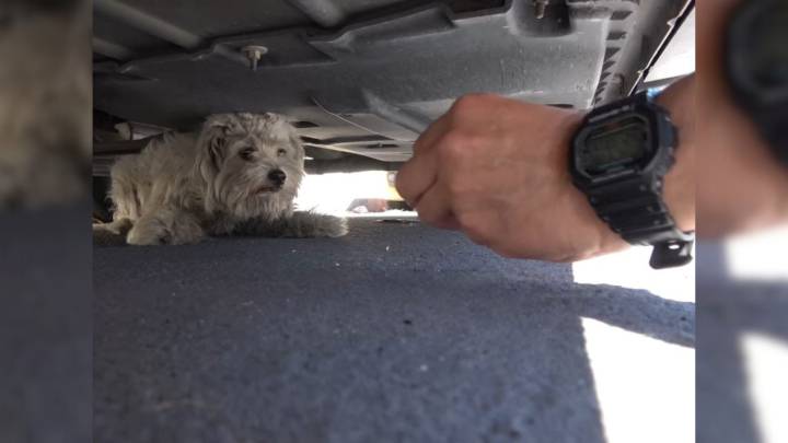 California Rescue Team Crawls Under A Car And Finds A Heartbreaking Surprise Waiting
