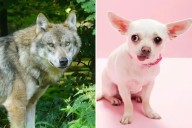 Hace más de 10.000 años. Un estudio reveló que la diversidad de los perros se remonta a la Edad de Piedra: “Cuando ves un chihuahua, estás viendo a un lobo”
