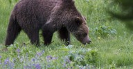 In the news today: Grizzly attacks B.C. elementary class, many hurt