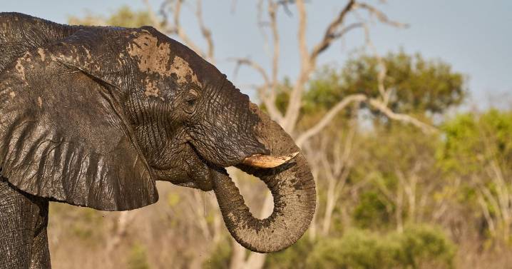 Elephant's 'gentle' reaction to woman's baby bump but viewers issue 'dangerous' warning
