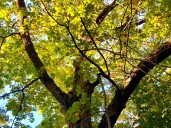 16 newfound big trees could be state champion