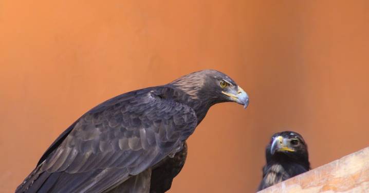 Nace por primera vez un águila real en el Parque Ecológico Zacango, Edomex: ¿De dónde es originaría está ave?